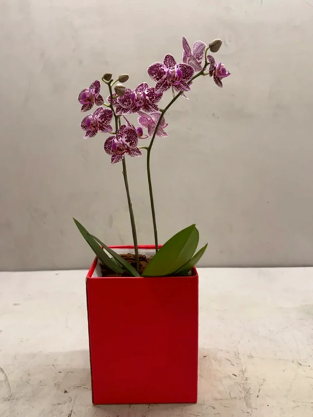 Mini Orquídeas Brancas em Caixa Elegante, imagem ilustrativa