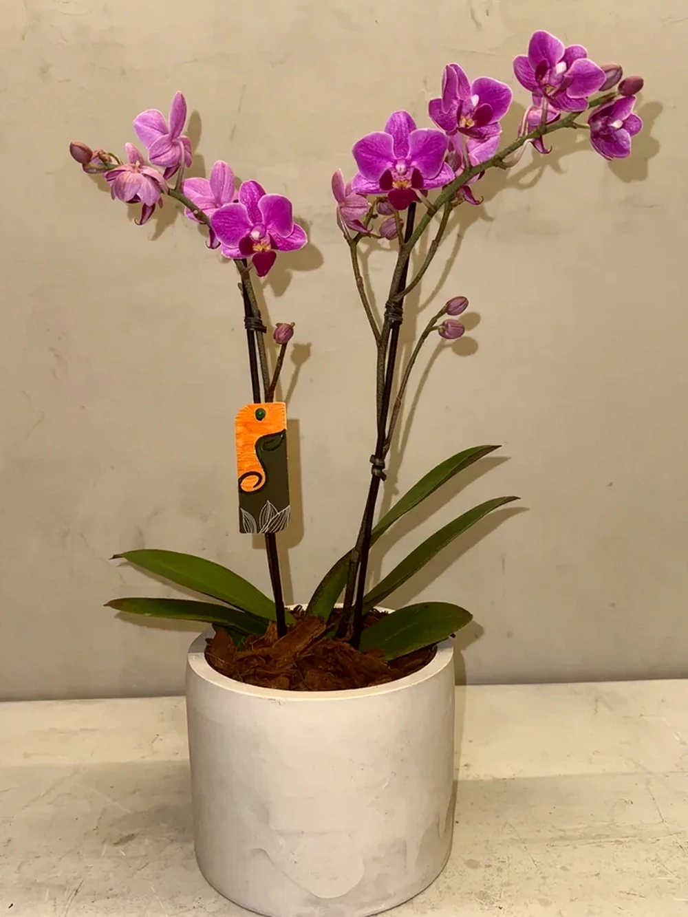 Orquídea Mini Magenta com vaso moderno de cimento queimado, imagem ilustrativa