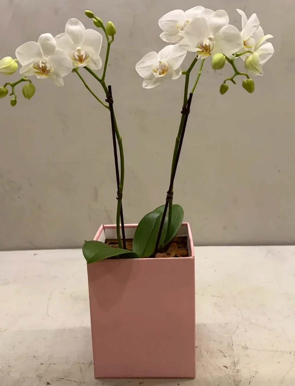 Mini Orquídeas Brancas em Caixa Elegante, imagem ilustrativa